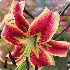 Лилия о/т гибрид SHEHEREZADE, 1 шт.