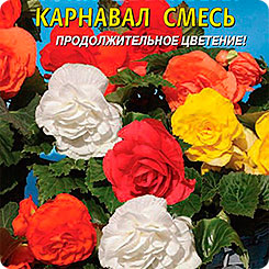 Бегония клубневая крупноцветковая Карнавал, Смесь, 5 драже Бегония клубневая крупноцветковая Карнавал, Смесь, 5 драже
