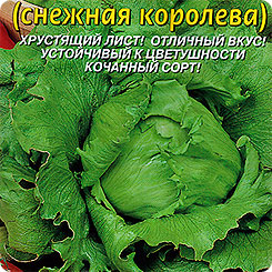 Салат Айс Квин (Снежная королева), 0,5 г Салат Айс Квин (Снежная королева), 0,5 г