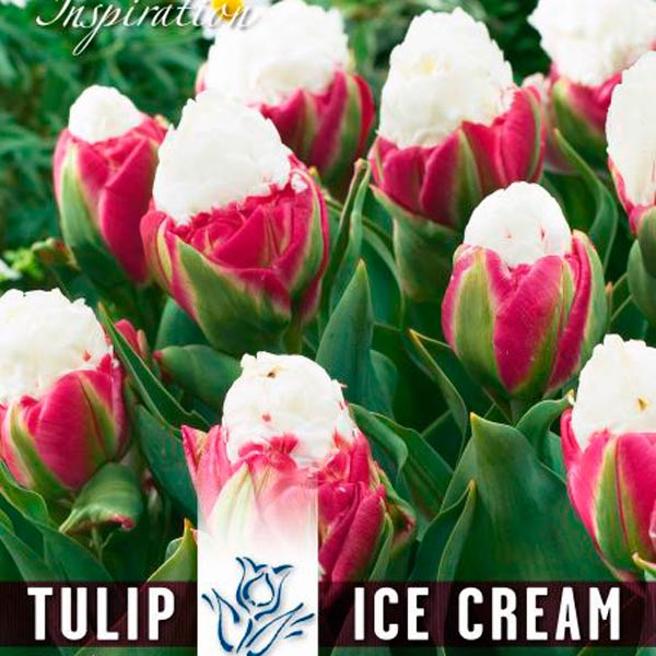 Тюльпан махровый поздний ICE CREAM, 5 шт. Эксклюзив 