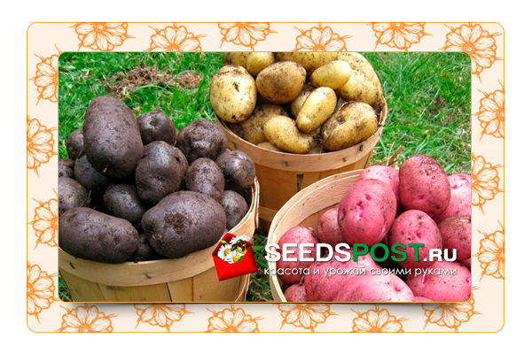 7 новых вариантов выращивания картофеля из клубней.