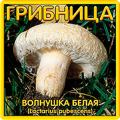 Грибница субстрат микоризный Волнушка Белая, 1 л Грибница субстрат микоризный Волнушка Белая, 1 л