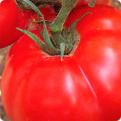 Томат Мелодия F1, 5 шт. Seminis Томат Мелодия F1, 5 шт. Seminis