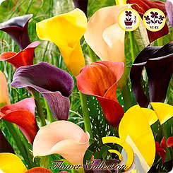 Калла ORANGE/YELLOW MIX, 5 шт. Калла ORANGE/YELLOW MIX, 5 шт.