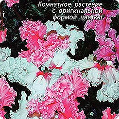 Цикламен персидский Рококо, Смесь, 3 шт. (ПС) Цикламен персидский Рококо, Смесь, 3 шт. (ПС)