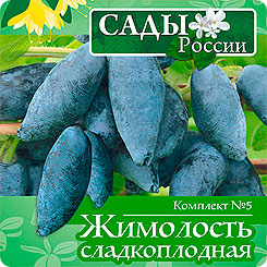 Комплект 5 Жимолость сладкоплодная (Хадыта, Харп, Лабытнанги), 10+10+10 шт. Комплект 5 Жимолость сладкоплодная (Хадыта, Харп, Лабытнанги), 10+10+10 шт.