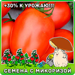 Томат Гвоздь программы F1, 10 шт. Томат Гвоздь программы F1, 10 шт.