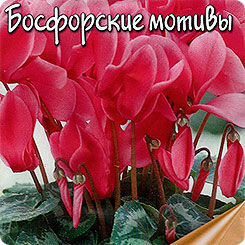 Цикламен персидский Босфорские мотивы, 5 шт. Цикламен персидский Босфорские мотивы, 5 шт.