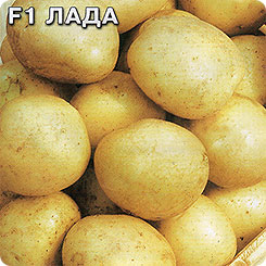 Картофель Лада F1, 0,02 г (~ 30-40 шт. ботанических семян)