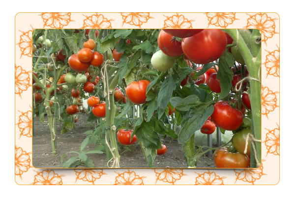 Особенности ухода за рассадой томатов в теплице