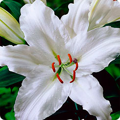 Лилия восточная CRYSTAL BLANCA, 2 шт. Лилия восточная CRYSTAL BLANCA, 2 шт.