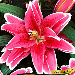 Лилия восточная махровая ROSELILY® TATSJANA, 2 шт.