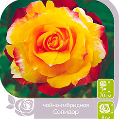 Роза чайно-гибридная СОЛИДОР, 1 шт.