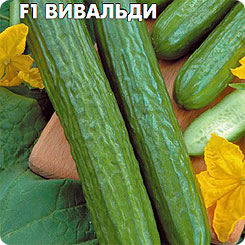 Огурец Вивальди F1, 3 шт. Огурец Вивальди F1, 3 шт.
