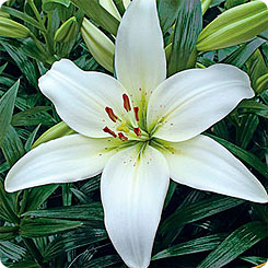 Лилия ЛА-гибрид ARCACHON, 2 шт.
