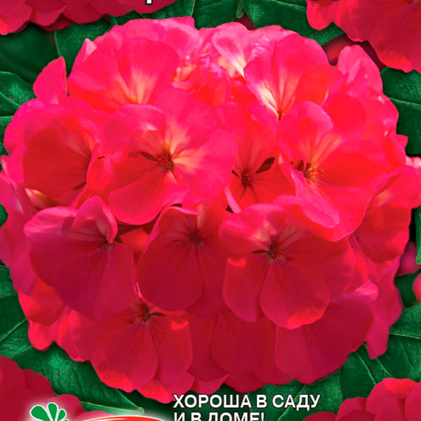 Пеларгония крупноцветковая Венецианская роза, 5 шт. Любовь да голуби