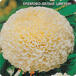 Бархатцы низкорослые Эскимо, 10 шт. Бархатцы низкорослые Эскимо, 10 шт.