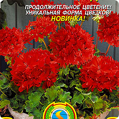 Пеларгония зональная Квантум Ред F1, 3 шт. Пеларгония зональная Квантум Ред F1, 3 шт.
