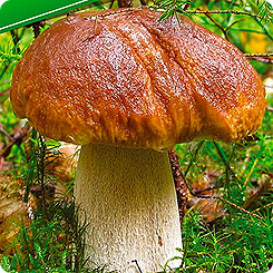 Мицелий зерновой Белый гриб Классический, 30 мл
