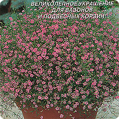 Гипсофила Галактика ампельная, 0,005 г Гипсофила Галактика ампельная, 0,005 г