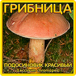 Грибница субстрат микоризный Подосиновик Красивый, 1 л Грибница субстрат микоризный Подосиновик Красивый, 1 л