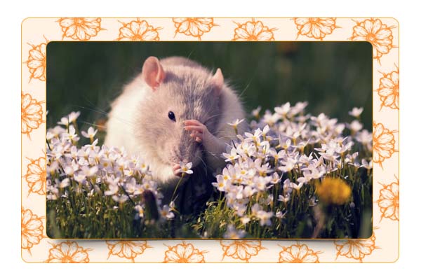Растения против мышей и крыс