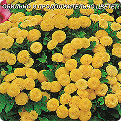 Пиретрум девичий Золотой шар, 0,05 г Пиретрум девичий Золотой шар, 0,05 г