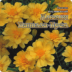 Бархатцы Алюмия Ванилла-Крем, 12 шт. Platinum Бархатцы Алюмия Ванилла-Крем, 12 шт. Platinum