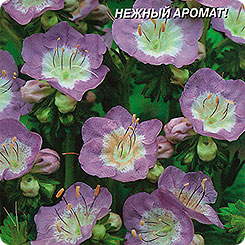 Фацелия пурша Лавандэр, 0,3 г Фацелия пурша Лавандэр, 0,3 г