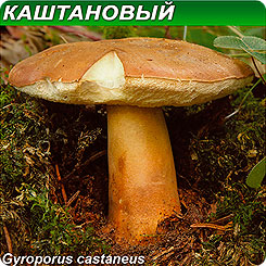 Грибница субстрат микоризный Каштановый гриб, 1 л