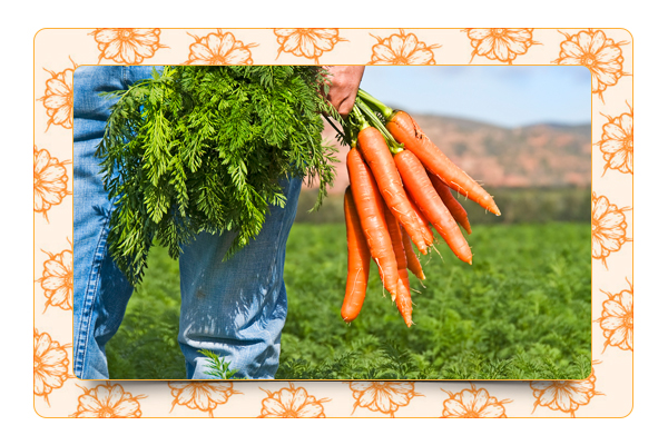 Морковь - как получить хороший урожай?