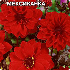 Георгина Мексиканка, 0,2 г Георгина Мексиканка, 0,2 г