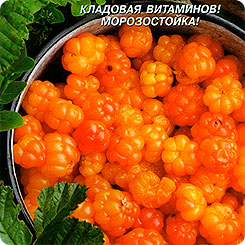 Морошка, 8 шт. Морошка, 8 шт.
