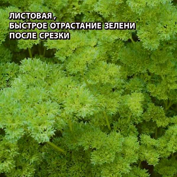 Петрушка листовая Петра, 0,5 г Bejo Zaden