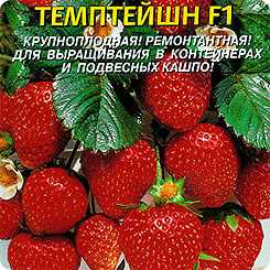 Клубника ампельная крупноплодная Темптейшн F1, 10 шт. Клубника ампельная крупноплодная Темптейшн F1, 10 шт.