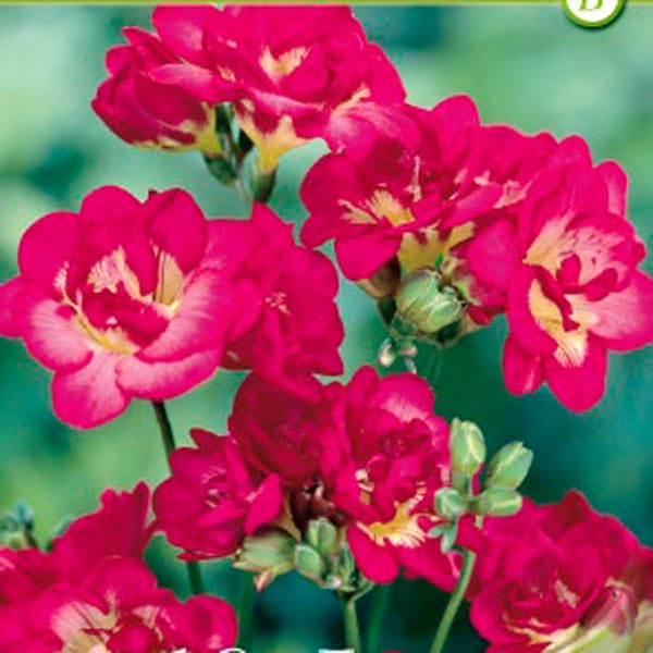 Фрезия DOUBLE PINK, 10 шт. Фрезия DOUBLE PINK, 10 шт.