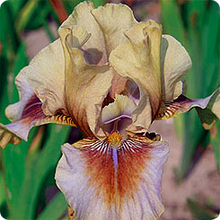 Ирис бородатый PAINTED HILLS, 1 шт.