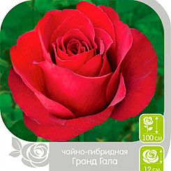 Роза чайно-гибридная ГРАНД ГАЛА, 1 шт. Роза чайно-гибридная ГРАНД ГАЛА, 1 шт.