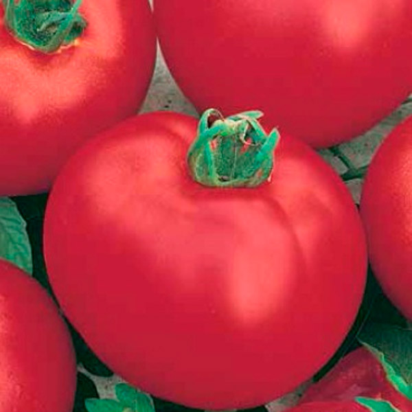 Семена томатов седек