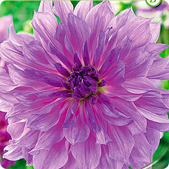 Георгин декоративный LAVENDER RUFFLES, 1 шт. Георгин декоративный LAVENDER RUFFLES, 1 шт.