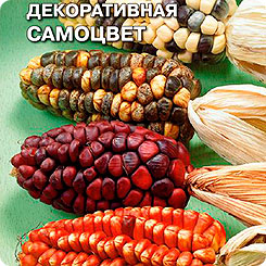 Кукуруза декоративная Самоцвет, 1 г Кукуруза декоративная Самоцвет, 1 г