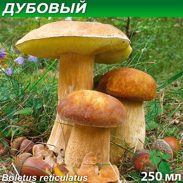 Грибница субстрат микоризный Белый гриб Дубовый, 250 мл
