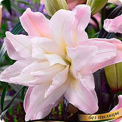 Лилия восточная махровая ROSELILY® ROBERTA, 2 шт.