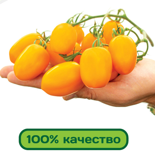 Семена Почтой Фирма Партнер Интернет Магазин