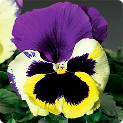 Виола крупноцветковая Колоссус Триколор, 100 шт. Профессиональная упаковка