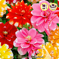 Георгин DECORATIVE MIXED, 5 шт. Георгин DECORATIVE MIXED, 5 шт.