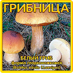 Грибница субстрат микоризный Белый гриб Гладконожковый, 1 л Грибница субстрат микоризный Белый гриб Гладконожковый, 1 л