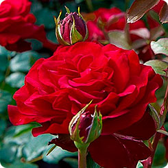 Роза чайно-гибридная STORTEBEKER, 1 шт. 