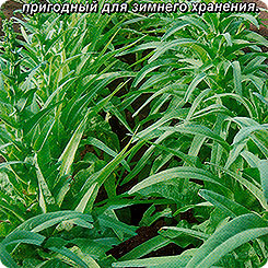 Салат спаржевый Светлана, 0,5 г Салат спаржевый Светлана, 0,5 г