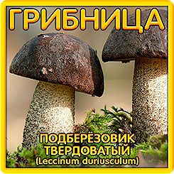 Грибница субстрат микоризный Подберезовик Твердоватый, 1 л Грибница субстрат микоризный Подберезовик Твердоватый, 1 л